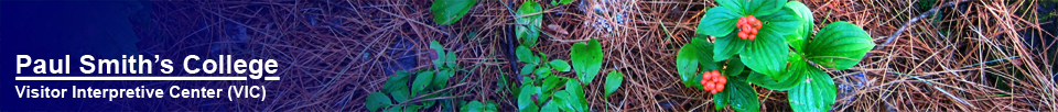 Wildflowers of the Adirondack Park: Bunchberry (July 2011)